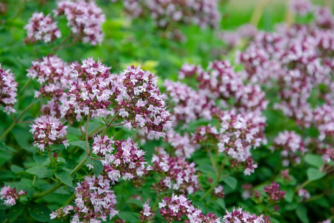 Oregano plant for the treatment of candidiasis.