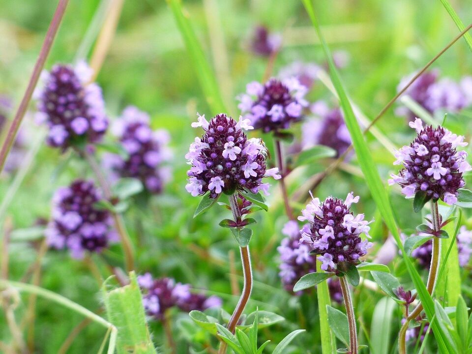 Thyme plant to treat fungus.