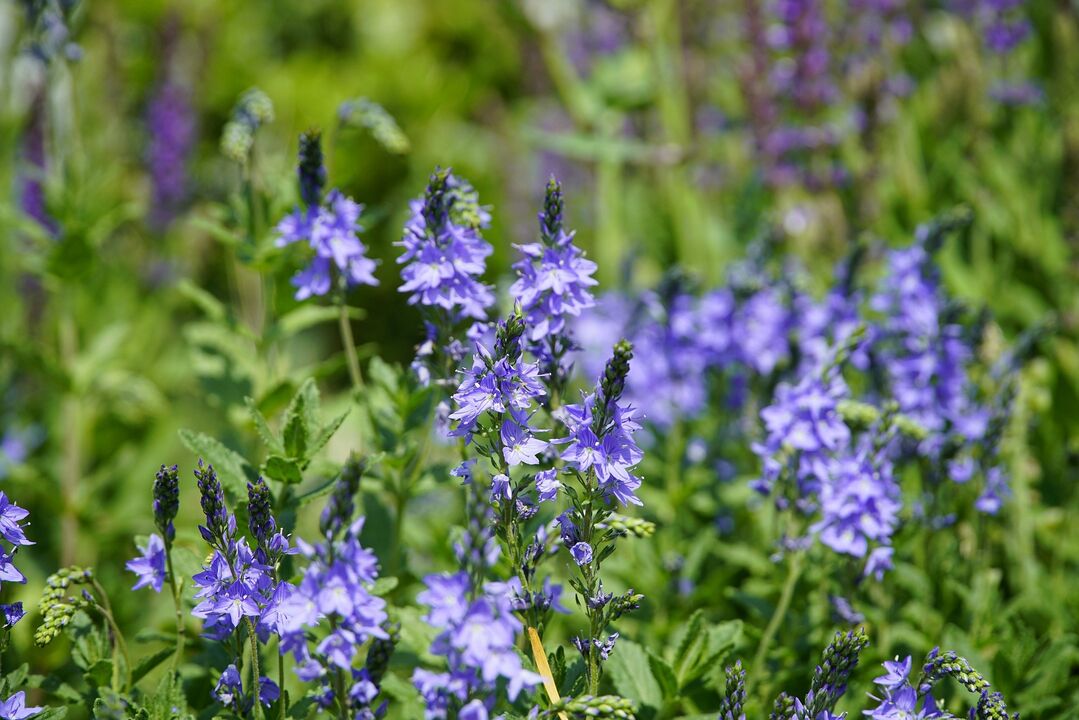 Veronica plant for the treatment of fungi.