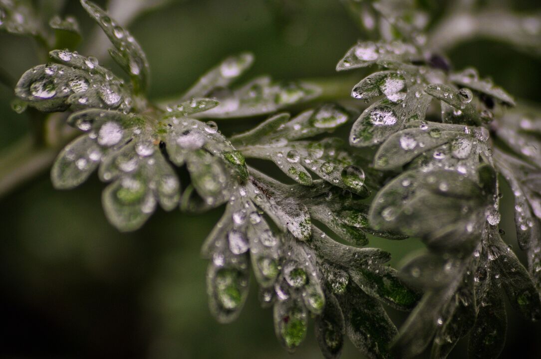 Wormwood plant to treat fungi.
